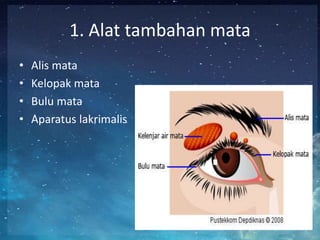 1. Alat tambahan mata
•
•
•
•

Alis mata
Kelopak mata
Bulu mata
Aparatus lakrimalis

 