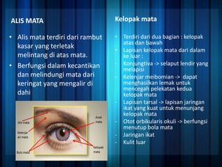 ALIS MATA

Kelopak mata

• Alis mata terdiri dari rambut
kasar yang terletak
melintang di atas mata.
• Berfungsi dalam kecantikan
dan melindungi mata dari
keringat yang mengalir di
dahi

• Terdiri dari dua bagian : kelopak
atas dan bawah
• Lapisan kelopak mata dari dalam
ke luar :
- Konjungtiva -> selaput lendir yang
melapisi
- Kelenjar meibomian -> dapat
menghasilkan lemak untuk
mencegah pelekatan kedua
kelopak mata
- Lapisan tarsal -> lapisan jaringan
ikat yang kuat untuk menunjang
kelopak mata
- Otot orbikularis okuli -> berfungsi
menutup bola mata
- Jaringan ikat
- Kulit luar

 