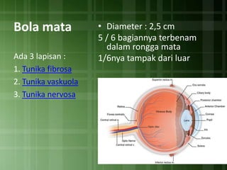 Bola mata
Ada 3 lapisan :
1. Tunika fibrosa
2. Tunika vaskuola
3. Tunika nervosa

• Diameter : 2,5 cm
5 / 6 bagiannya terbenam
dalam rongga mata
1/6nya tampak dari luar

 