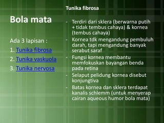Tunika fibrosa

Bola mata
Ada 3 lapisan :
1. Tunika fibrosa
2. Tunika vaskuola
3. Tunika nervosa

- Terdiri dari sklera (berwarna putih
+ tidak tembus cahaya) & kornea
(tembus cahaya)
- Kornea tdk mengandung pembuluh
darah, tapi mengandung banyak
serabut saraf
- Fungsi kornea membantu
memfokuskan bayangan benda
pada retina
- Selaput pelidung kornea disebut
konjungtiva
- Batas kornea dan sklera terdapat
kanalis schlemm (untuk menyerap
cairan aqueous humor bola mata)

 