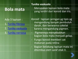 Bola mata
Ada 3 lapisan :
1. Tunika fibrosa
2. Tunika vaskuola
3. Tunika nervosa

Tunika vaskuola
Merupakan lapisan bola mata
yang terdiri dari koroid dan iris.
Koroid : lapisan jaringan yg tipis yg
mengandung banyak pembuluh
darah, dan berwarna cokelat
karena mengandung pigmen.
- Pigmennya menyebabkan
bagian bola mata menjadi gelap.
- Fungsi koroid memberi zat
makanan pada retina
- Bagian belakang lapisan mata ini
ditembus oleh saraf otak II.

 