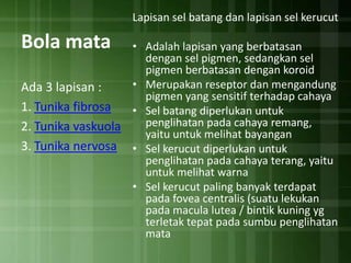 Lapisan sel batang dan lapisan sel kerucut

Bola mata

• Adalah lapisan yang berbatasan
dengan sel pigmen, sedangkan sel
pigmen berbatasan dengan koroid
• Merupakan reseptor dan mengandung
Ada 3 lapisan :
pigmen yang sensitif terhadap cahaya
1. Tunika fibrosa
• Sel batang diperlukan untuk
penglihatan pada cahaya remang,
2. Tunika vaskuola
yaitu untuk melihat bayangan
3. Tunika nervosa • Sel kerucut diperlukan untuk
penglihatan pada cahaya terang, yaitu
untuk melihat warna
• Sel kerucut paling banyak terdapat
pada fovea centralis (suatu lekukan
pada macula lutea / bintik kuning yg
terletak tepat pada sumbu penglihatan
mata

 