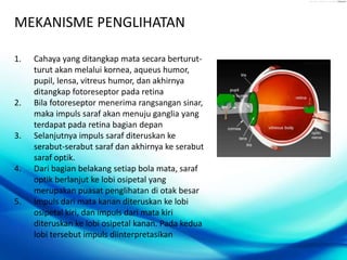 MEKANISME PENGLIHATAN
1.

2.

3.

4.

5.

Cahaya yang ditangkap mata secara berturutturut akan melalui kornea, aqueus humor,
pupil, lensa, vitreus humor, dan akhirnya
ditangkap fotoreseptor pada retina
Bila fotoreseptor menerima rangsangan sinar,
maka impuls saraf akan menuju ganglia yang
terdapat pada retina bagian depan
Selanjutnya impuls saraf diteruskan ke
serabut-serabut saraf dan akhirnya ke serabut
saraf optik.
Dari bagian belakang setiap bola mata, saraf
optik berlanjut ke lobi osipetal yang
merupakan puasat penglihatan di otak besar
Impuls dari mata kanan diteruskan ke lobi
osipetal kiri, dan impuls dari mata kiri
diteruskan ke lobi osipetal kanan. Pada kedua
lobi tersebut impuls diinterpretasikan

 