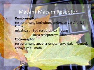 Macam-Macam Reseptor
•

•

Kemoreseptor
reseptor yang berhubungandengan zat / reaksi
kimia.
misalnya : - Bau reseptornya hidung
- Rasa reseptornya lidah
Fotoreseptor
reseptor yang apabila rangsangnya dalam bentuk
cahaya yaitu mata

 
