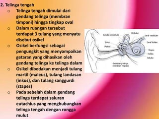 2. Telinga tengah
o Telinga tengah dimulai dari
gendang telinga (membran
timpani) hingga tingkap oval
o Dalam ruangan tersebut
terdapat 3 tulang yang menyatu
disebut osikel
o Osikel berfungsi sebagai
pengungkit yang menyampaikan
getaran yang dihasikan oleh
gendang telinga ke telinga dalam
o Osikel dibedakan menjadi tulang
martil (maleus), tulang landasan
(inkus), dan tulang sanggurdi
(stapes)
o Pada sebelah dalam gendang
telinga terdapat saluran
eutachius yang menghubungkan
telinga tengah dengan rongga
mulut

 