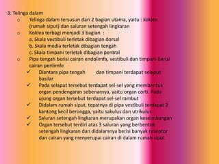 3. Telinga dalam
o
Telinga dalam tersusun dari 2 bagian utama, yaitu : koklea
(rumah siput) dan saluran setengah lingkaran
o
Koklea terbagi menjadi 3 bagian :
a. Skala vestibuli terletak dibagian dorsal
b. Skala media terletak dibagian tengah
c. Skala timpani terletak dibagian pentral
o
Pipa tengah berisi cairan endolimfa, vestibuli dan timpani berisi
cairan perilimfe
 Diantara pipa tengah
dan timpani terdapat selaput
basilar
 Pada selaput tersebut terdapat sel-sel yang membentuk
organ pendengaran sebenarnya, yaitu organ corti. Pada
ujung organ tersebut terdapat sel-sel rambut
 Didalam rumah siput, tepatnya di pipa vestibuli terdapat 2
kantong kecil berongga, yaitu sakulus dan utrikulus
 Saluran setengah lingkaran merupakan organ keseimbangan
 Organ tersebut terdiri atas 3 saluran yang berbentuk
setengah lingkaran dan didalamnya berisi banyak reseptor
dan cairan yang menyerupai cairan di dalam rumah siput

 