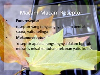 Macam-Macam Reseptor
•

•

Fonoreseptor
reseptor yang rangsangnya dalam bentuk
suara, yaitu telinga
Mekanoreseptor
reseptor apabila rangsangnya dalam bentuk
mekanis misal sentuhan, tekanan yaitu kulit.

 