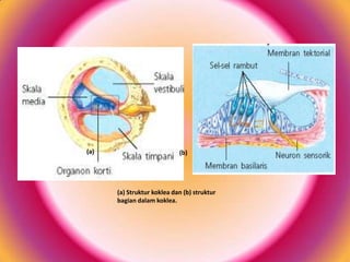 (a)

(b)

(a) Struktur koklea dan (b) struktur
bagian dalam koklea.

 
