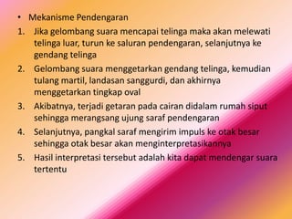 • Mekanisme Pendengaran
1. Jika gelombang suara mencapai telinga maka akan melewati
telinga luar, turun ke saluran pendengaran, selanjutnya ke
gendang telinga
2. Gelombang suara menggetarkan gendang telinga, kemudian
tulang martil, landasan sanggurdi, dan akhirnya
menggetarkan tingkap oval
3. Akibatnya, terjadi getaran pada cairan didalam rumah siput
sehingga merangsang ujung saraf pendengaran
4. Selanjutnya, pangkal saraf mengirim impuls ke otak besar
sehingga otak besar akan menginterpretasikannya
5. Hasil interpretasi tersebut adalah kita dapat mendengar suara
tertentu

 