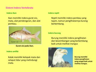 Sistem Indera Vertebrata
Indera ikan

Ikan memiliki indera gurat sisi,
mata, alat pendengaran, dan alat
pembau.

Indera reptil

Reptil memiliki indera pembau yang
tajam, namun penglihatannya kurang
berkembang.

Indera burung

Gurat sisi pada ikan.

Burung memiliki indera penglihatan
dan keseimbangan yang berkembang
baik untuk melihat mangsa

Indera amfibi

Katak memiliki kelopak mata dan
selaput tidur yang melindungi
mata.

Burung memiliki
indera penglihatan
yang sangat baik untuk
melihat mangsa.

 