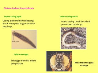 Sistem Indera Invertebrata
Indera cacing pipih

Cacing pipih memiliki sepasang
bintik mata pada bagian anterior
tubuhnya.

Indera cacing tanah

Indera cacing tanah berada di
permukaan tubuhnya.

Indera serangga

Serangga memiliki indera
penglihatan.

Mata majemuk pada
serangga.

 