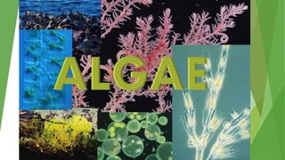 Algae
 