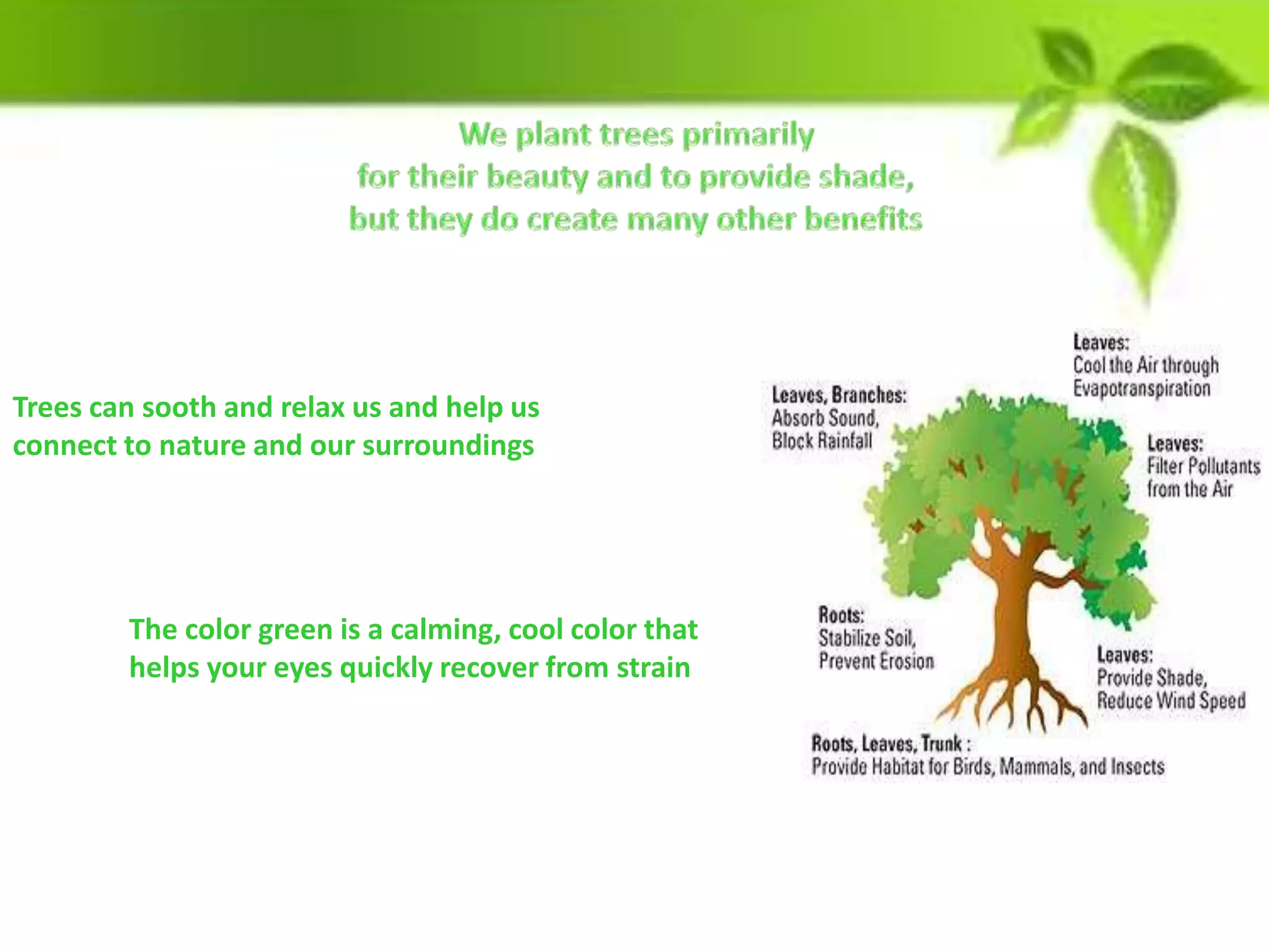 Trees can sooth and relax us and help us
connect to nature and our surroundings
The color green is a calming, cool color that
helps your eyes quickly recover from strain