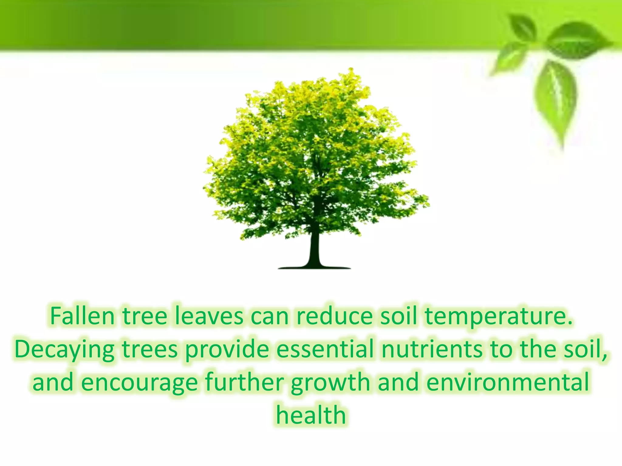 Fallen tree leaves can reduce soil temperature.
Decaying trees provide essential nutrients to the soil,
and encourage further growth and environmental
health