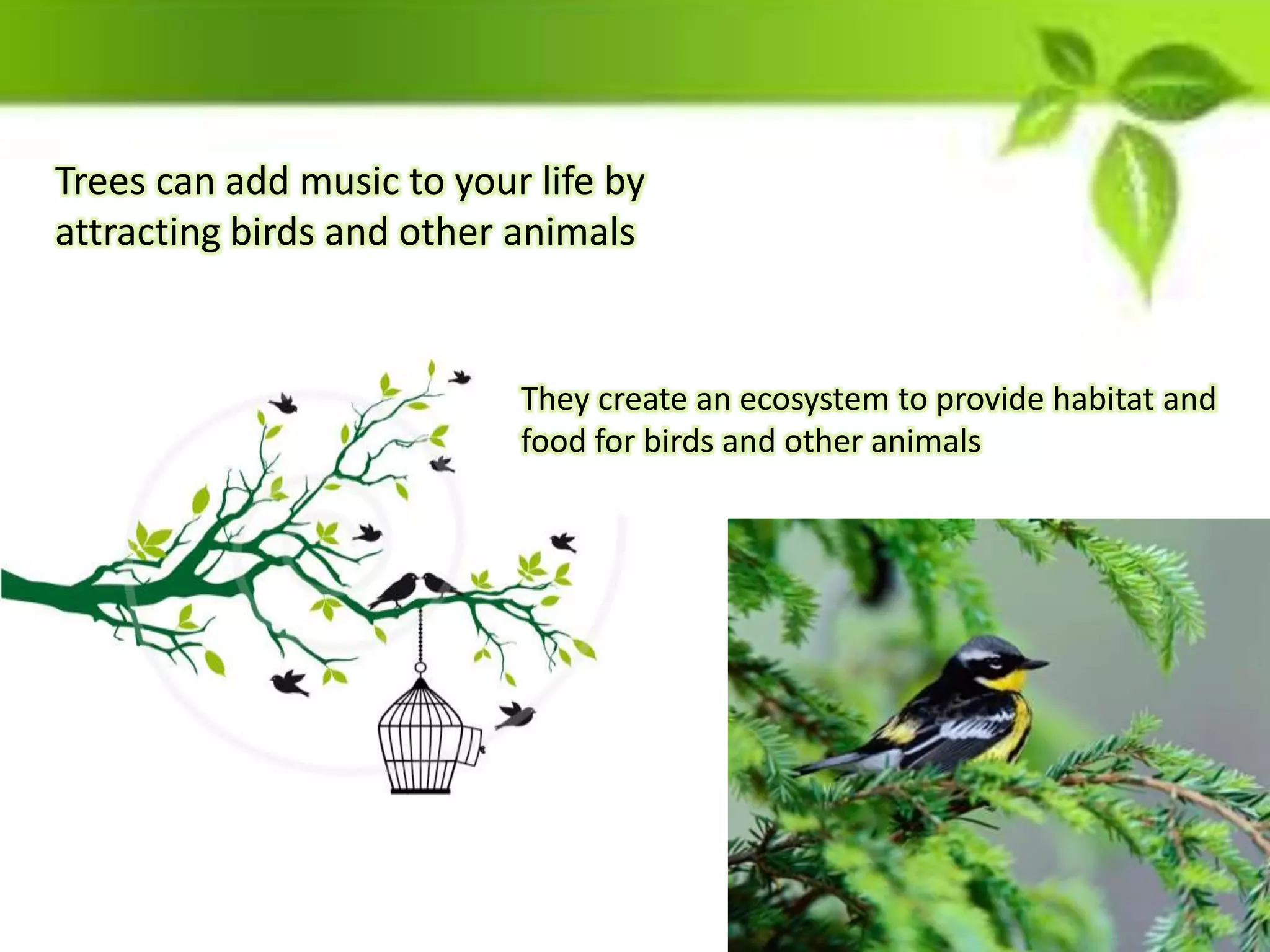 Trees can add music to your life by
attracting birds and other animals
They create an ecosystem to provide habitat and
food for birds and other animals