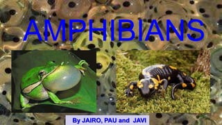 AMPHIBIANS
By JAIRO, PAU and JAVI
 