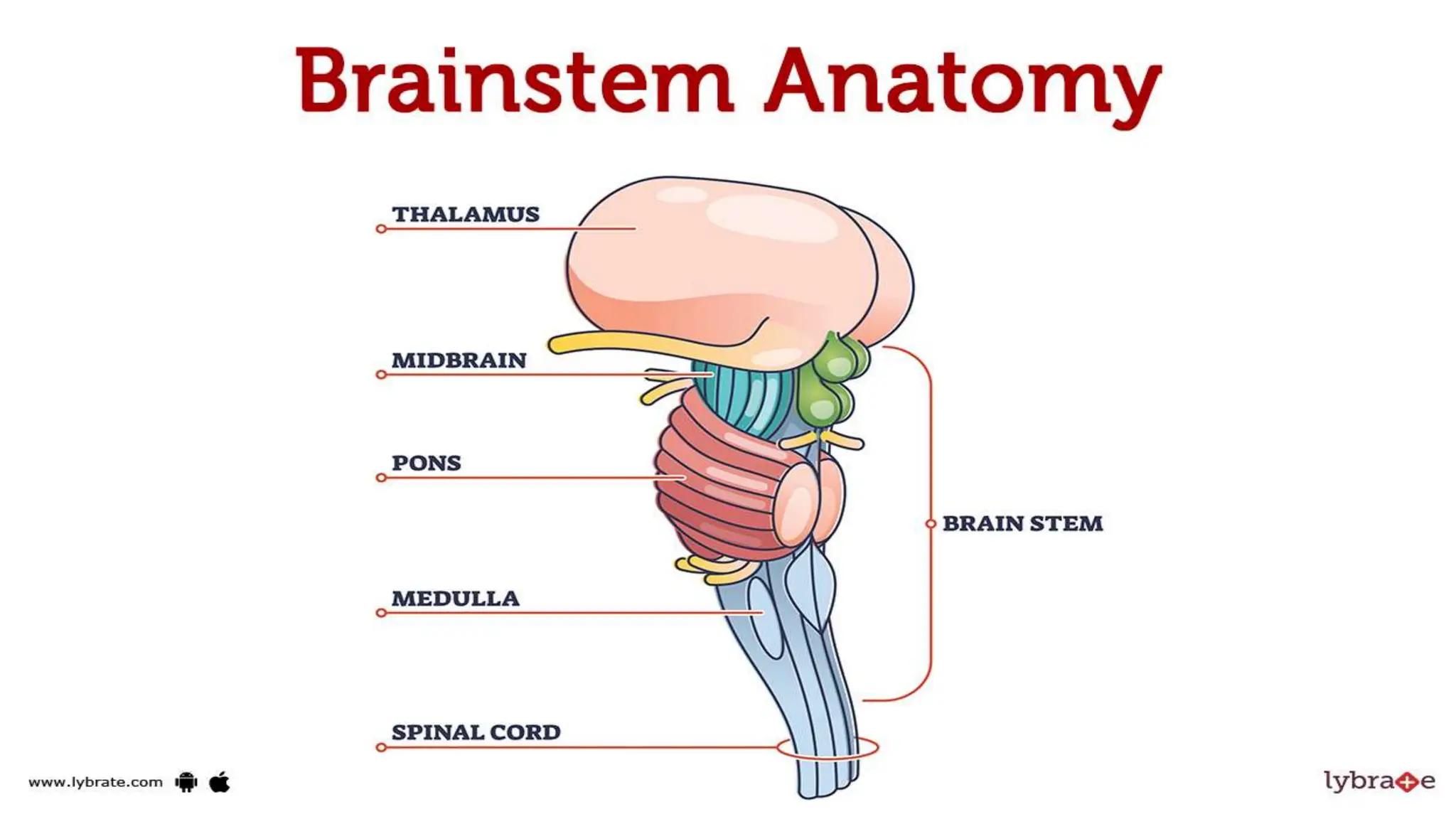 Brainstem Function Simple Structure of brain..basic information anatomy | PPTX | Brain and ...