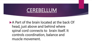 CEREBELLUM
A Part of the brain located at the back Of
head, just above and behind where
spinal cord connects to brain itself. It
controls coordination, balance and
muscle movement.
 