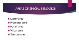 AREAS OF SPECIAL SENSATION
 Motor area
 Promoter area
 Boca's area
 Visual area
 Sensory area
 