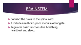 BRAINSTEM
 Connect the brain to the spinal cord.
 It includes midbrain, pons medulla oblongata.
 Regulates basic functions like breathing,
heartbeat and sleep.
 