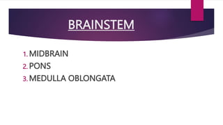 BRAINSTEM
1. MIDBRAIN
2. PONS
3. MEDULLA OBLONGATA
 