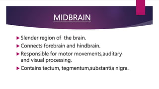MIDBRAIN
 Slender region of the brain.
 Connects forebrain and hindbrain.
 Responsible for motor movements,auditary
and visual processing.
 Contains tectum, tegmentum,substantia nigra.
 