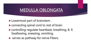 MEDULLA OBLONGATA
 Lowermost part of brainstem .
 connecting spinal cord to rest of brain
 controlling-regulate heartbeat, breathing, B. P,
Swallowing, sneezing, vomiting.
 serves as pathway for nerve Fibers.
 