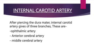 INTERNAL CAROTID ARTERY
After piercing the dura mater, internal carotid
artery gives of three branches, These are-
-ophthalmic artery
- Anterior cerebral artery
- middle cerebral artery
 