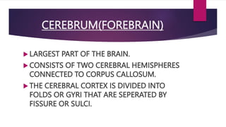 CEREBRUM(FOREBRAIN)
 LARGEST PART OF THE BRAIN.
 CONSISTS OF TWO CEREBRAL HEMISPHERES
CONNECTED TO CORPUS CALLOSUM.
 THE CEREBRAL CORTEX IS DIVIDED INTO
FOLDS OR GYRI THAT ARE SEPERATED BY
FISSURE OR SULCI.
 