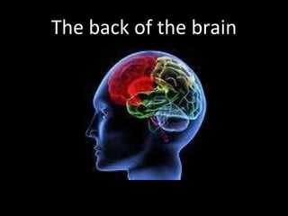 The back of the brain 