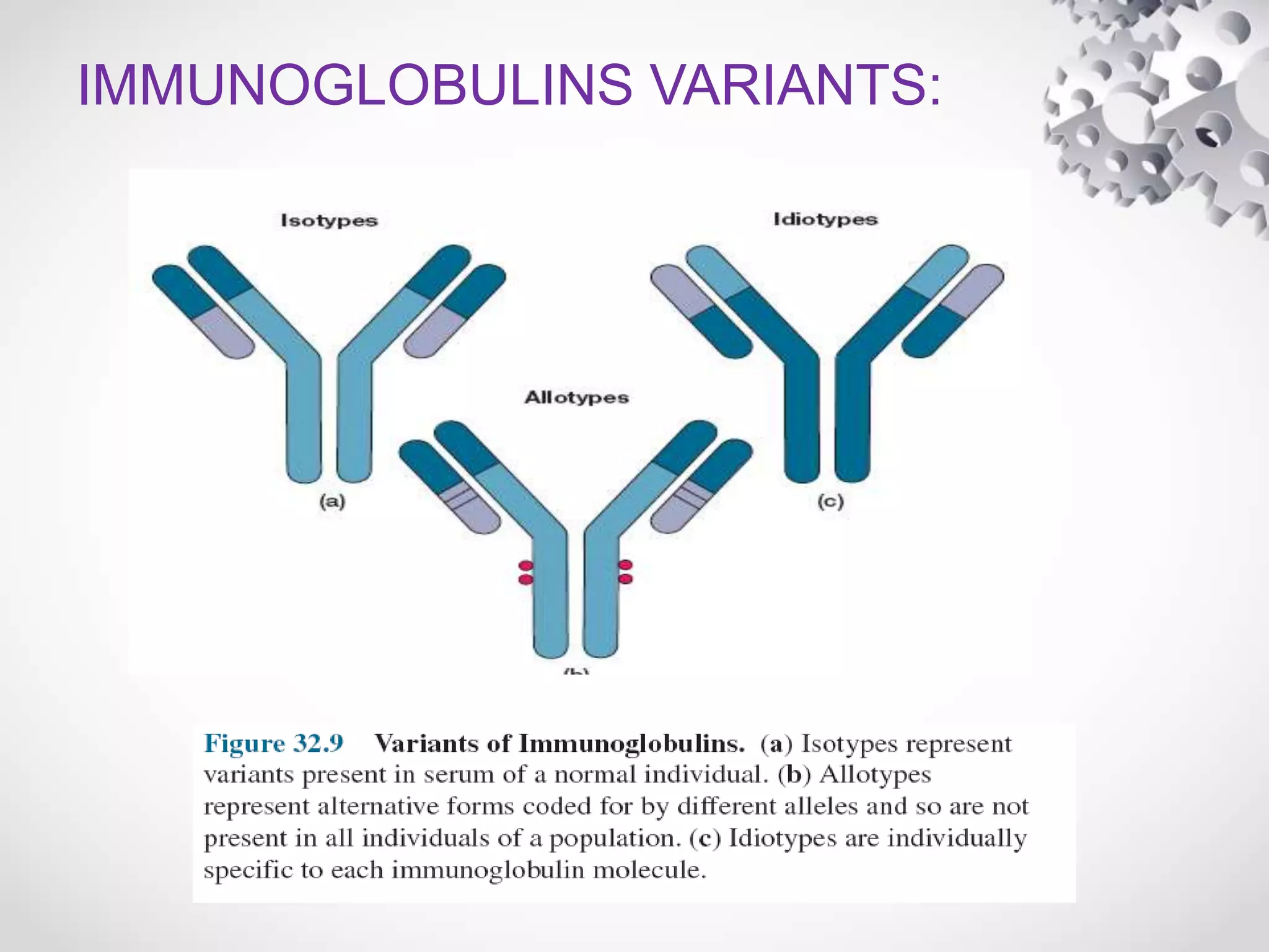 IMMUNOGLOBULINS VARIANTS:
 