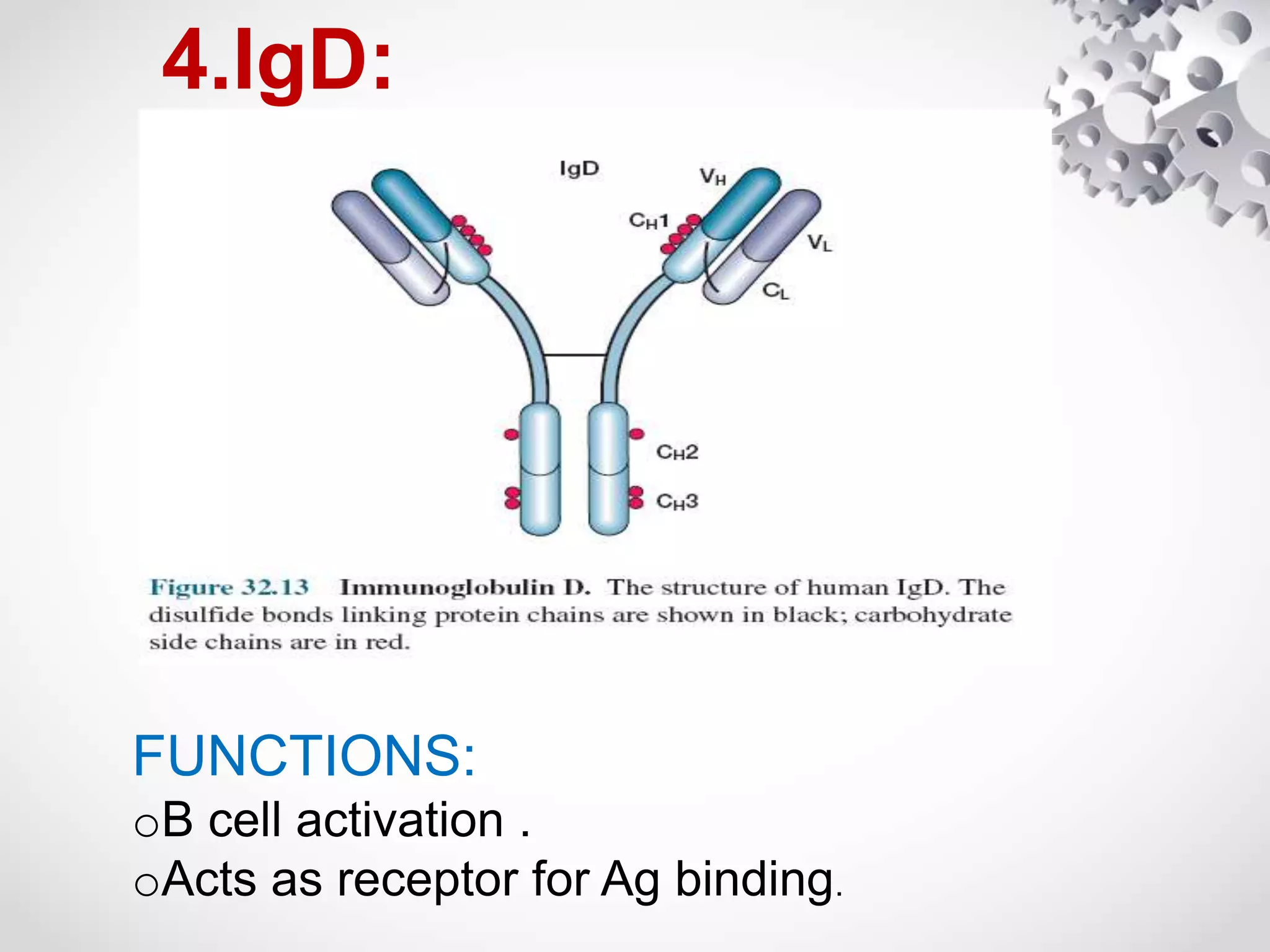 4.IgD:
FUNCTIONS:
oB cell activation .
oActs as receptor for Ag binding.
 