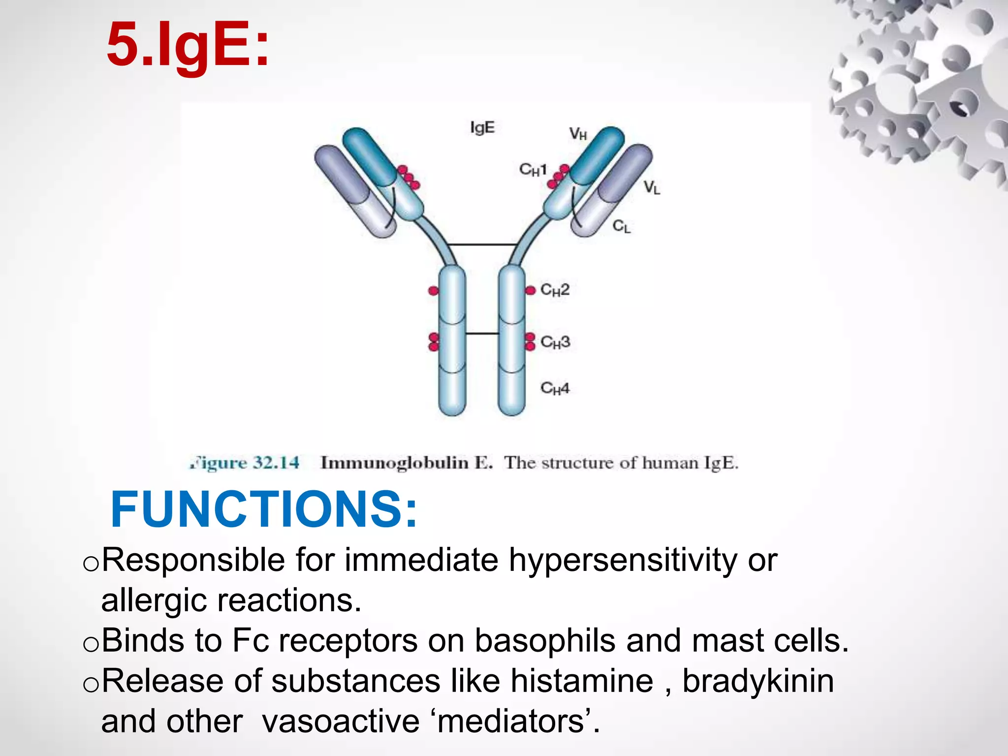 5.IgE:
FUNCTIONS:
oResponsible for immediate hypersensitivity or
allergic reactions.
oBinds to Fc receptors on basophils and mast cells.
oRelease of substances like histamine , bradykinin
and other vasoactive ‘mediators’.
 