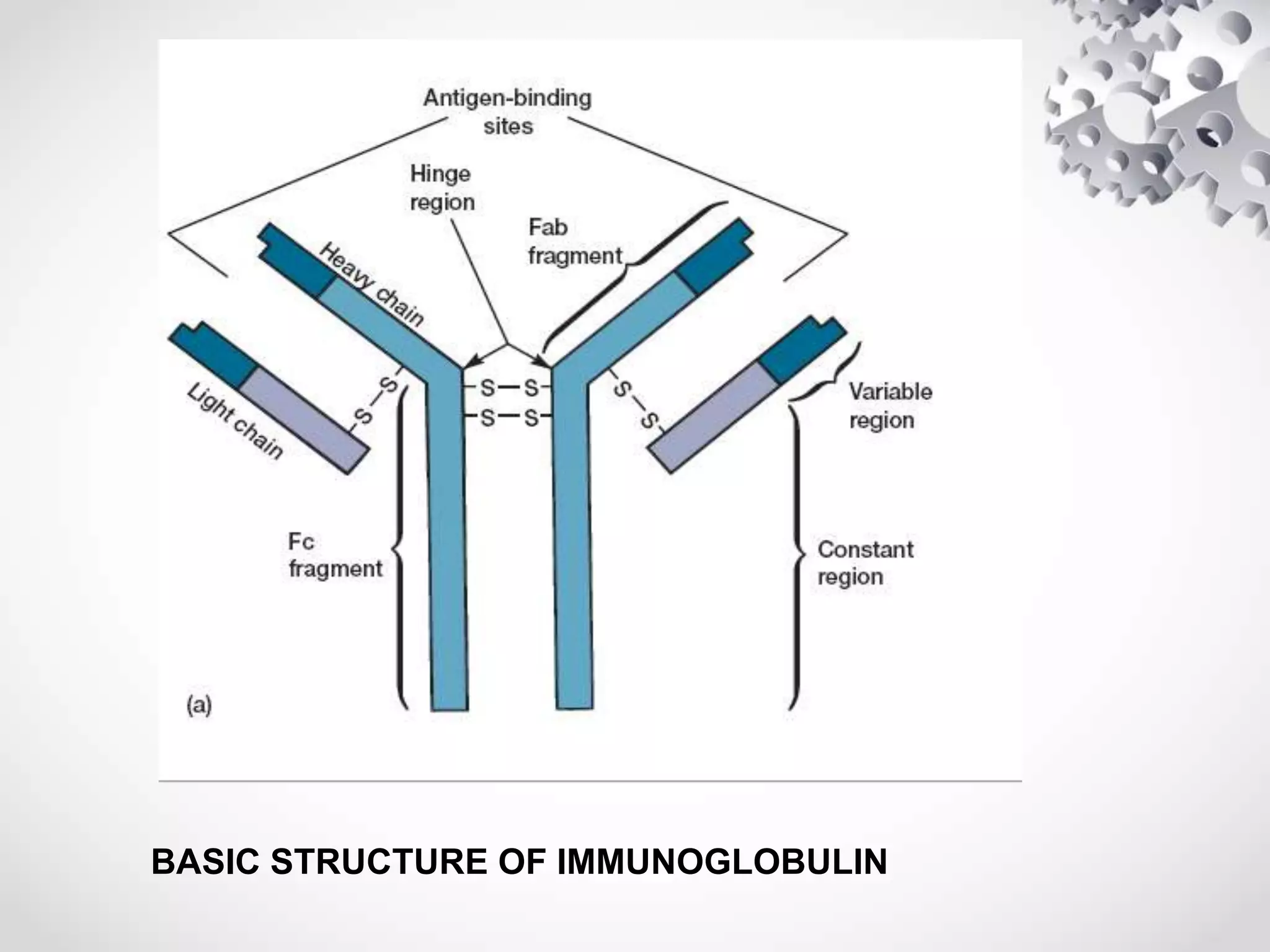 BASIC STRUCTURE OF IMMUNOGLOBULIN
 