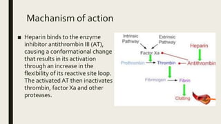 Machanism of action
■ Heparin binds to the enzyme
inhibitor antithrombin III (AT),
causing a conformational change
that results in its activation
through an increase in the
flexibility of its reactive site loop.
The activated AT then inactivates
thrombin, factor Xa and other
proteases.
 