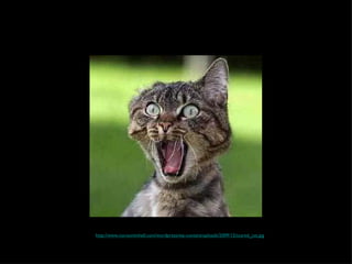 http://www.noroominhell.com/wordpress/wp-content/uploads/2009/12/scared_cat.jpg 