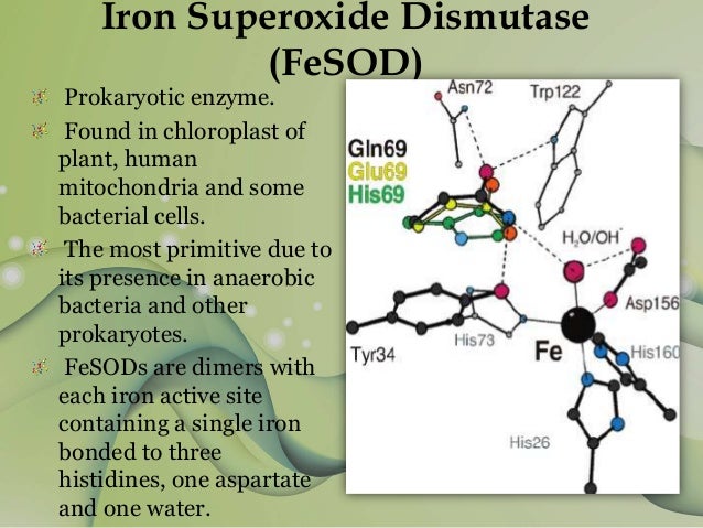 Superoxide Dismutase (Group 13)