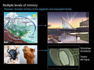 Grimshaw
Architects
Teatro
del Agua
Multiple levels of mimicry
Process / function mimicry at the organism and ecosystem levels
 