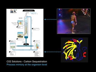 C02 Solutions - Carbon Sequestration
Process mimicry at the organism level
 