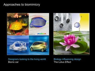 Biology influencing design
The Lotus Effect
Designers looking to the living world
Bionic car
Approaches to biomimicry
 