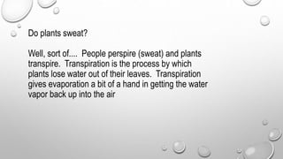 Do plants sweat?
Well, sort of.... People perspire (sweat) and plants
transpire. Transpiration is the process by which
plants lose water out of their leaves. Transpiration
gives evaporation a bit of a hand in getting the water
vapor back up into the air
 
