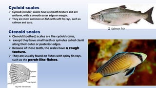 types of fishes scales