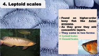 4. Leptoid scales
Found on higher-order
bony fish like Asian
arowana.
As they grow they add
concentric layers.
They come in two forms:
 Cycloid Scales
 Ctenoid Scales
 