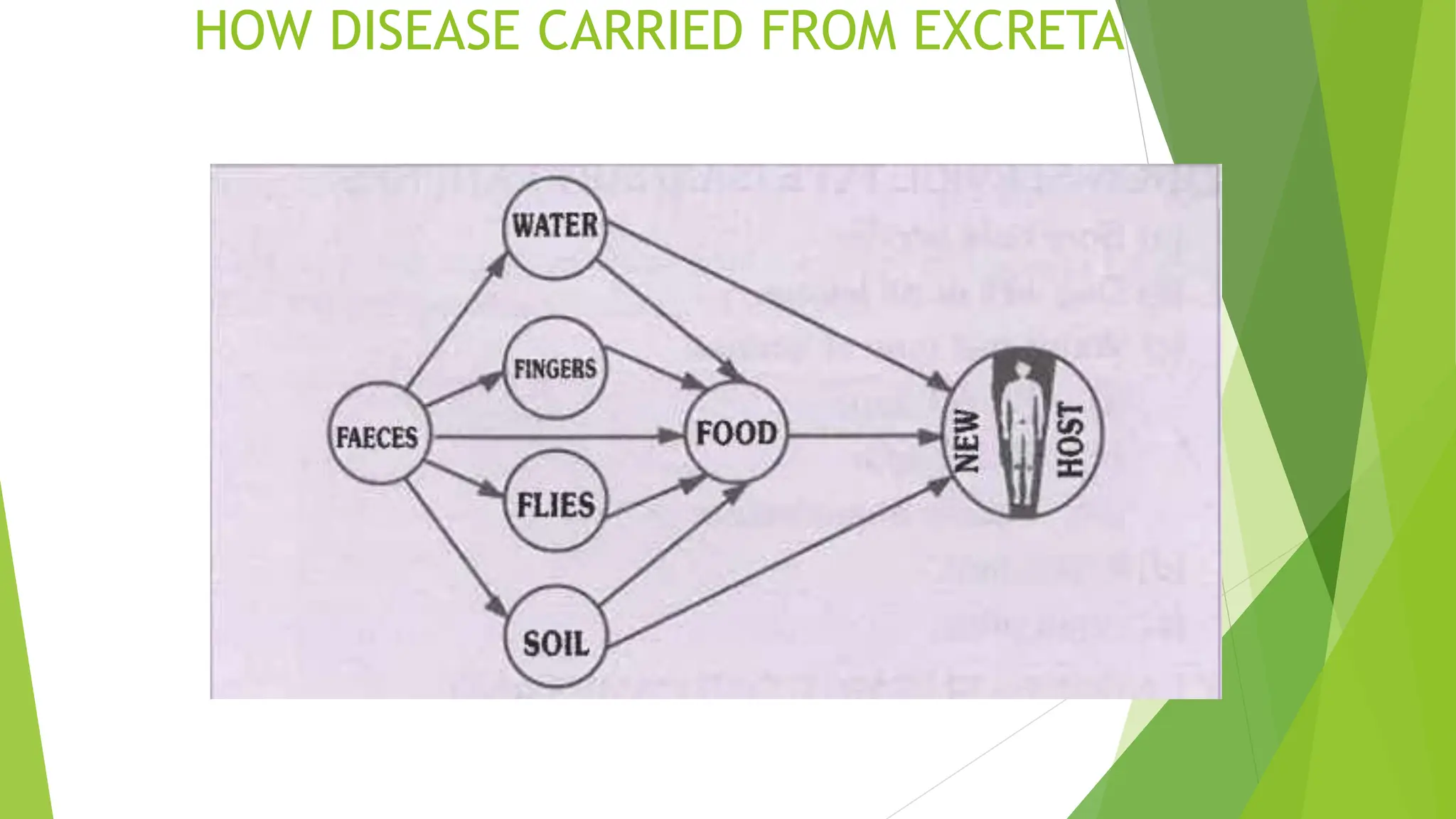 HOW DISEASE CARRIED FROM EXCRETA
 