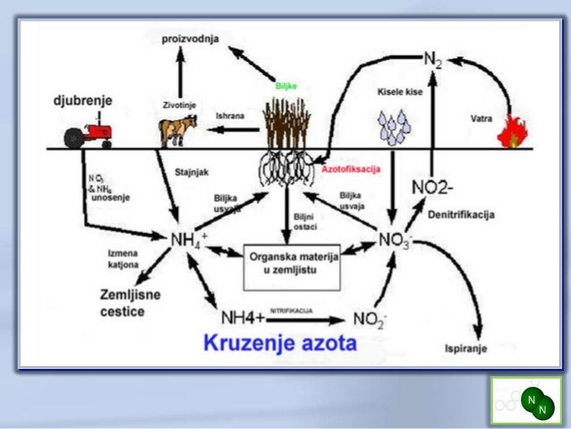 Zašto biljke uzimaju azot iz zemlje a ne iz vazduha - učenici