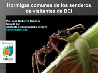 Hormigas comunes de los senderos
de visitantes de BCI
 