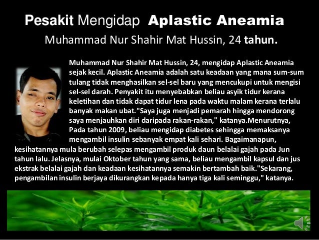 Daun Belalai Gajah - Sabah Snake Grass