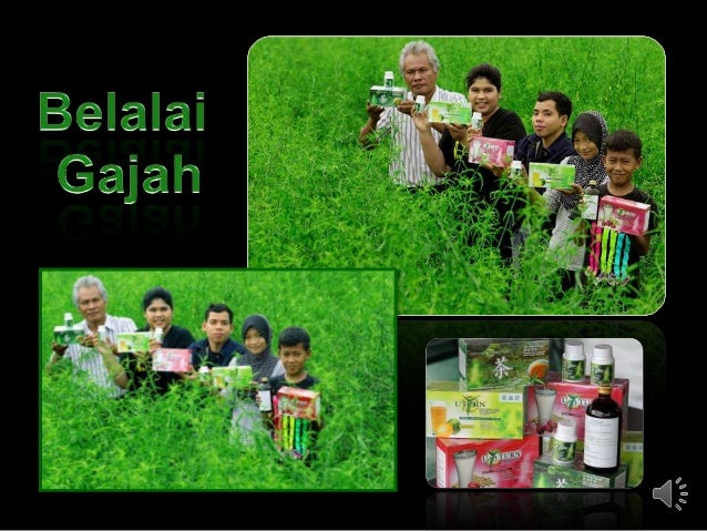 Daun Belalai Gajah - Sabah Snake Grass