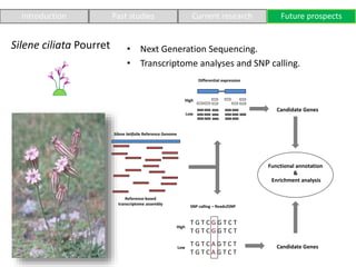 Introduction Past studies Current research Future prospects
Silene ciliata Pourret
Reference-based
transcriptome assembly
...