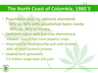 Why isn´t Colombia the LAC version  of Thailand for the cassava crop?